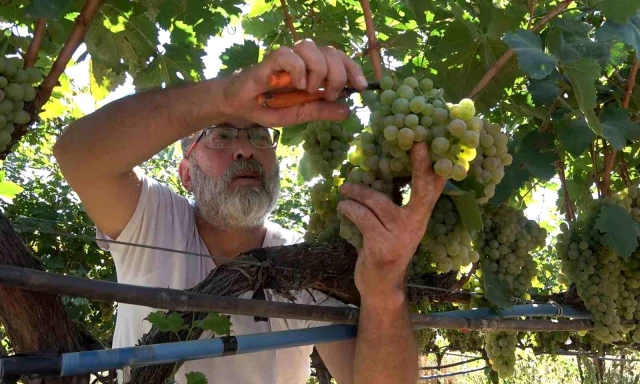 Delice beyazı üzümünün hasadı başladı! Kilosu tarlada 30 lira