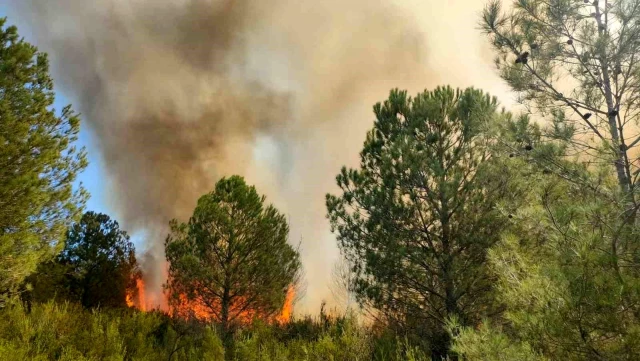 Antalya'da yangın! Alevler önce lüks teknelere sonra ormana sıçradı