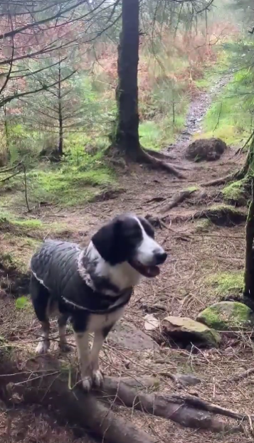 Köpeğiyle ormana yürüyüşe giden adam hayatının şokunu yaşadı! Toprak resmen şaha kalktı