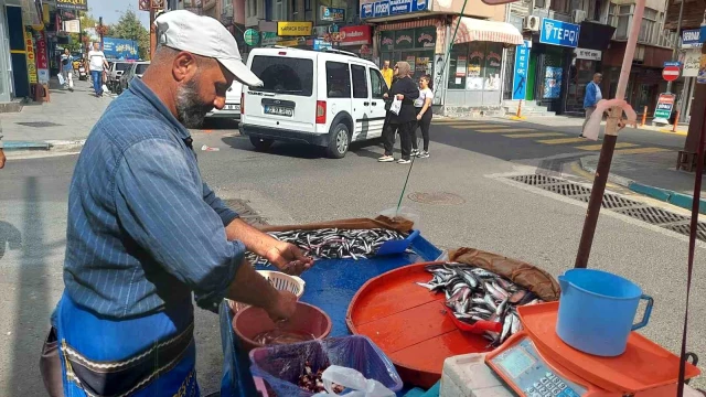 Hamsi bolluğu etiketlere yansıdı! Kilosu 50 liradan satılıyor