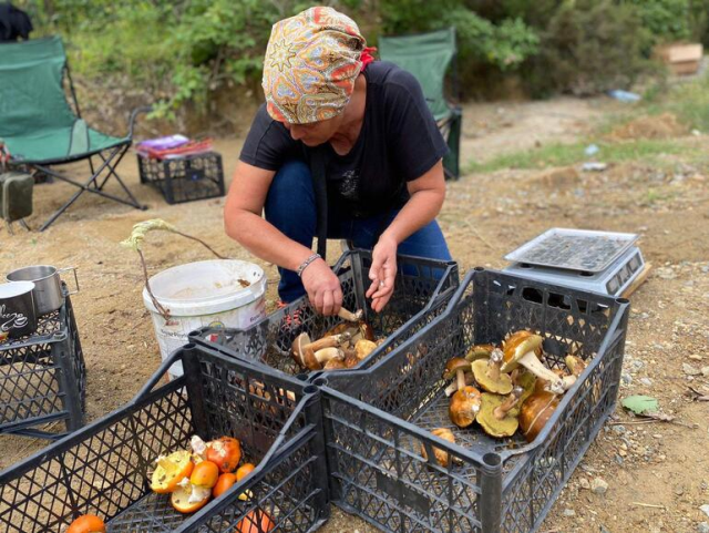 Istranca Ormanları'nda mantar bolluğu! Vatandaşlar kilosunu 150 liradan satıyor