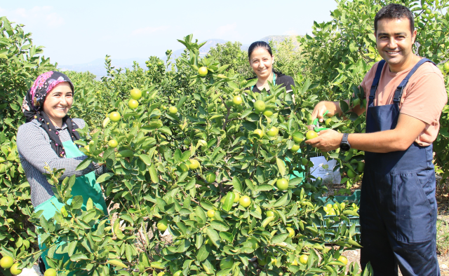 Mersin'de yetiştirilen yeşil limonun kilosu 10 kat daha pahalıya satılıyor