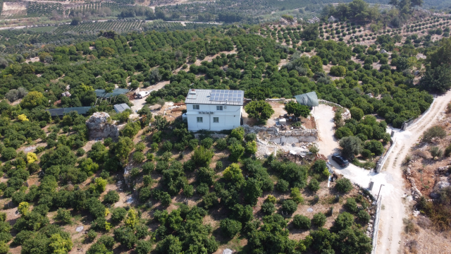 Mersin'de yetiştirilen yeşil limonun kilosu 10 kat daha pahalıya satılıyor