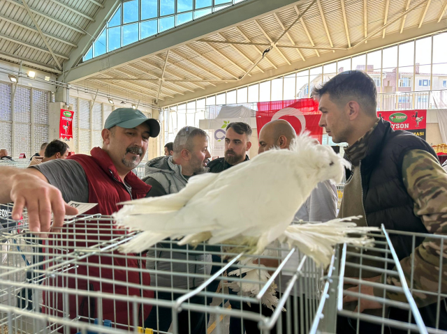 Festivalde cins tavuklar 15 bin liraya, güvercinler ise 150 bin liraya kadar alıcı buldu