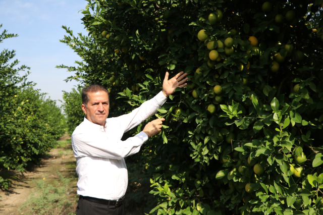 Limon tarlada 30 kuruşa kadar düştü, üreticiden Tarım Kredi'ye çağrı geldi: Limonata yapılıp vatandaşa satılsın