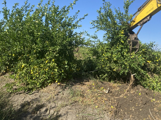 Limon tarlada 30 kuruşa kadar düştü, üreticiden Tarım Kredi'ye çağrı geldi: Limonata yapılıp vatandaşa satılsın