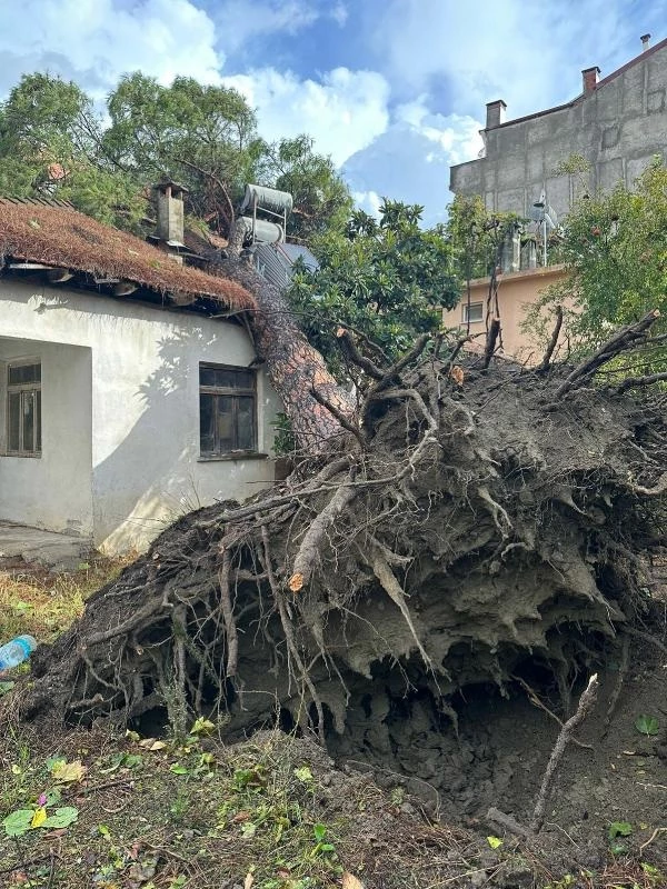 Muğla'da çıkan hortum koca ağaçları yerinden söktü, çatıları uçurdu