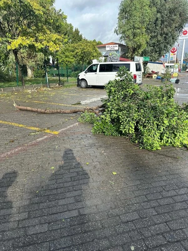 Muğla'da çıkan hortum koca ağaçları yerinden söktü, çatıları uçurdu