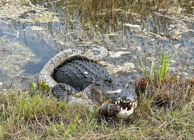 Florida'da dev timsah piton yılanını parçaladı