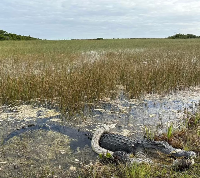 Florida'da dev timsah piton yılanını parçaladı