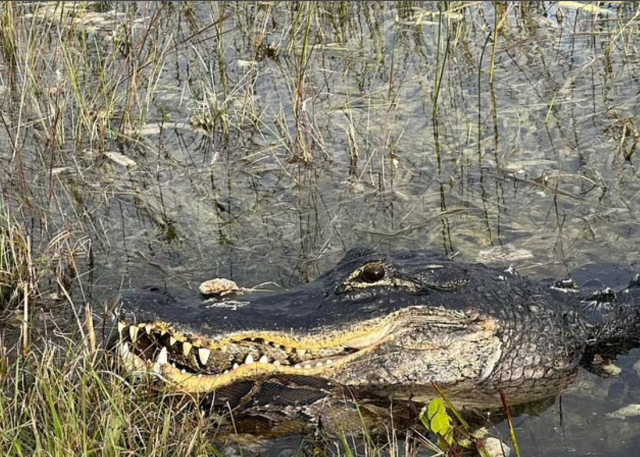 Florida'da dev timsah piton yılanını parçaladı