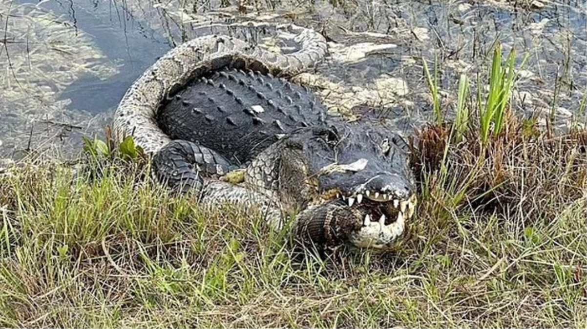 Florida'da dev timsah piton yılanını parçaladı