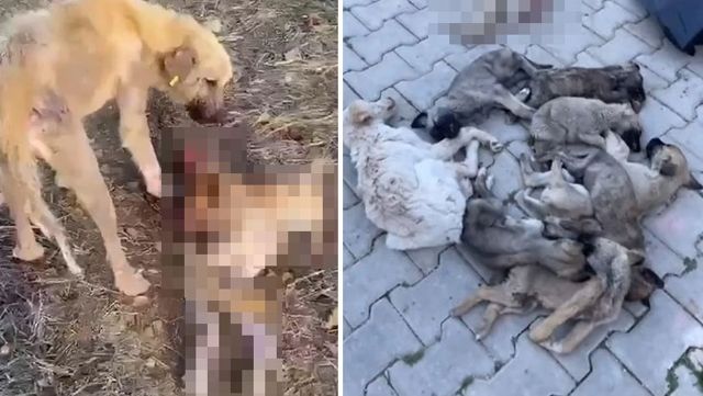 Dinar Belediyesi'nin barınağında aç kalan köpekler birbirini yedi