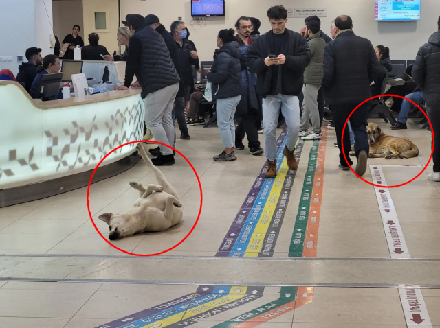 Sokak köpekleri hastanedeki hasta kabul alanını mesken tuttu