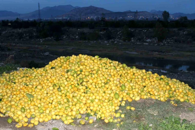 Tarlada 30 kuruş bile etmiyor! Tonlarca limon dere yatağına döküldü