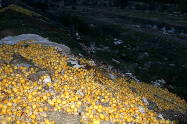 Tarlada 30 kuruş bile etmiyor! Tonlarca limon dere yatağına döküldü