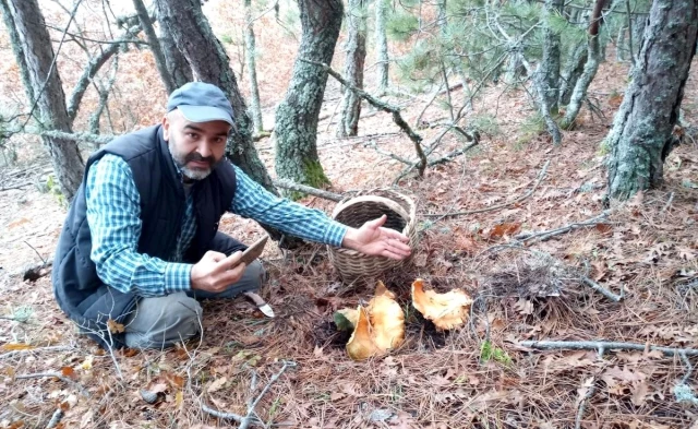 Dev kanlıca mantarını görünce hemen telefona sarıldı: Böyle bir şey yok