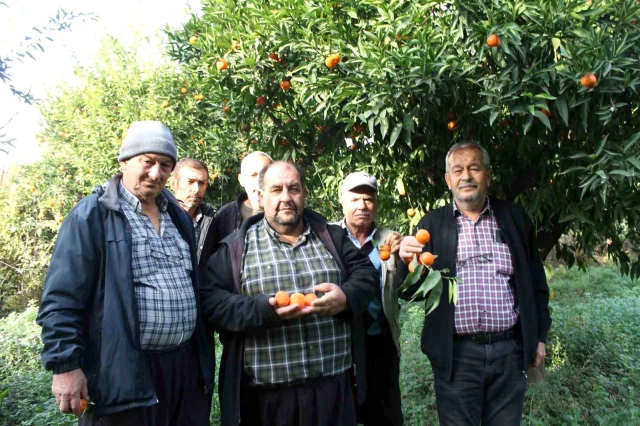 Bahçeden markete gidene kadar 20 kat artıyor! Mandalina ve portakal üreticileri fiyat farkına tepkili