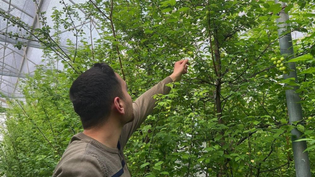 Erken hasadına başlanan eriğin kilosu 3 bin 500 liradan satışa çıktı