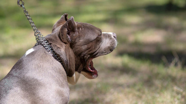 68 yaşındaki kadın köpek saldırısında hayatını kaybetti