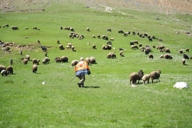 Muş'ta besiciler 40 bin lira maaş vermelerine rağmen çoban bulamıyor