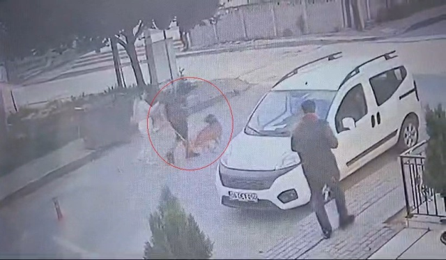 Bekçi ile boksör arasında 'ağızlıksız pitbull' kavgası: Sopayı aldım ikisinin kafasına geçirdim