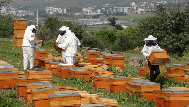 Kilosu bin TL! Arı poleninde hasat başladı